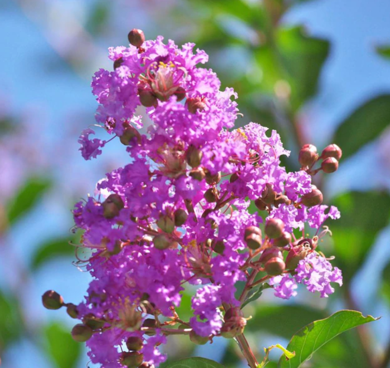 crape myrtle blooms