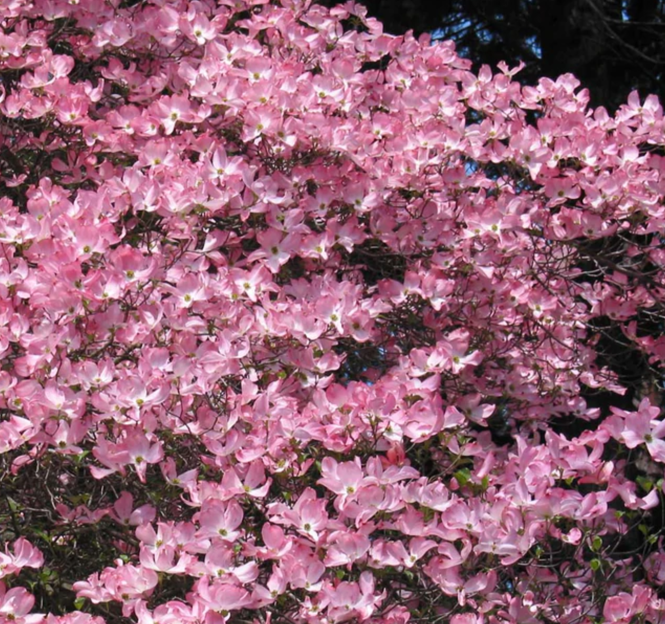 Pink Dogwood