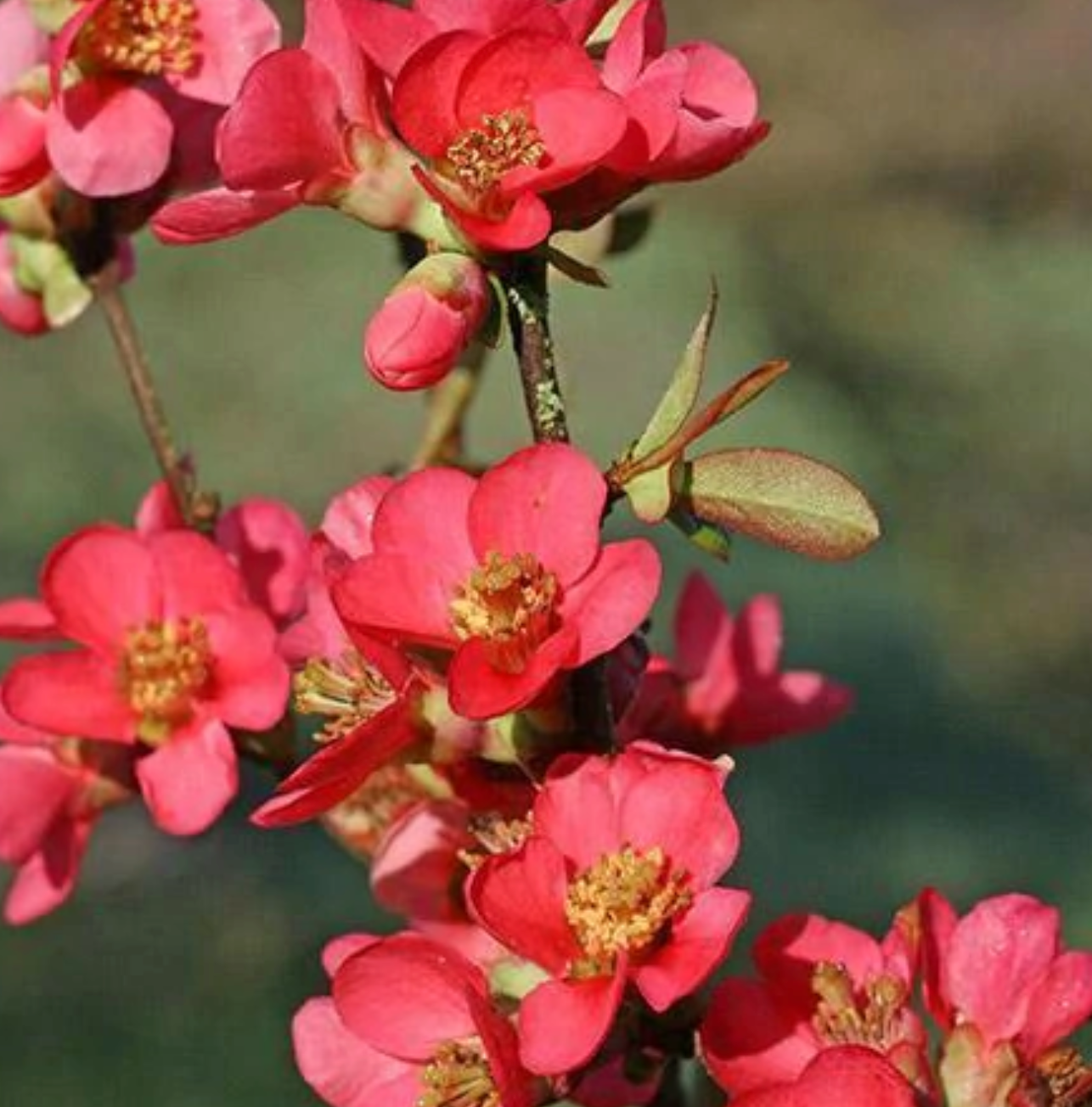 Flowering Quince