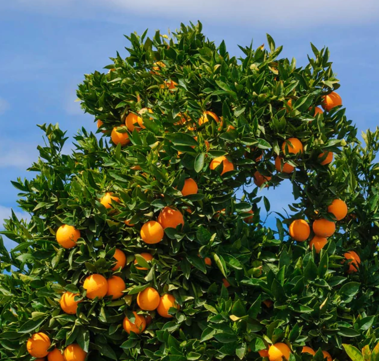 Cara Cara Orange tree full of ripe oranges under a clear blue sky.