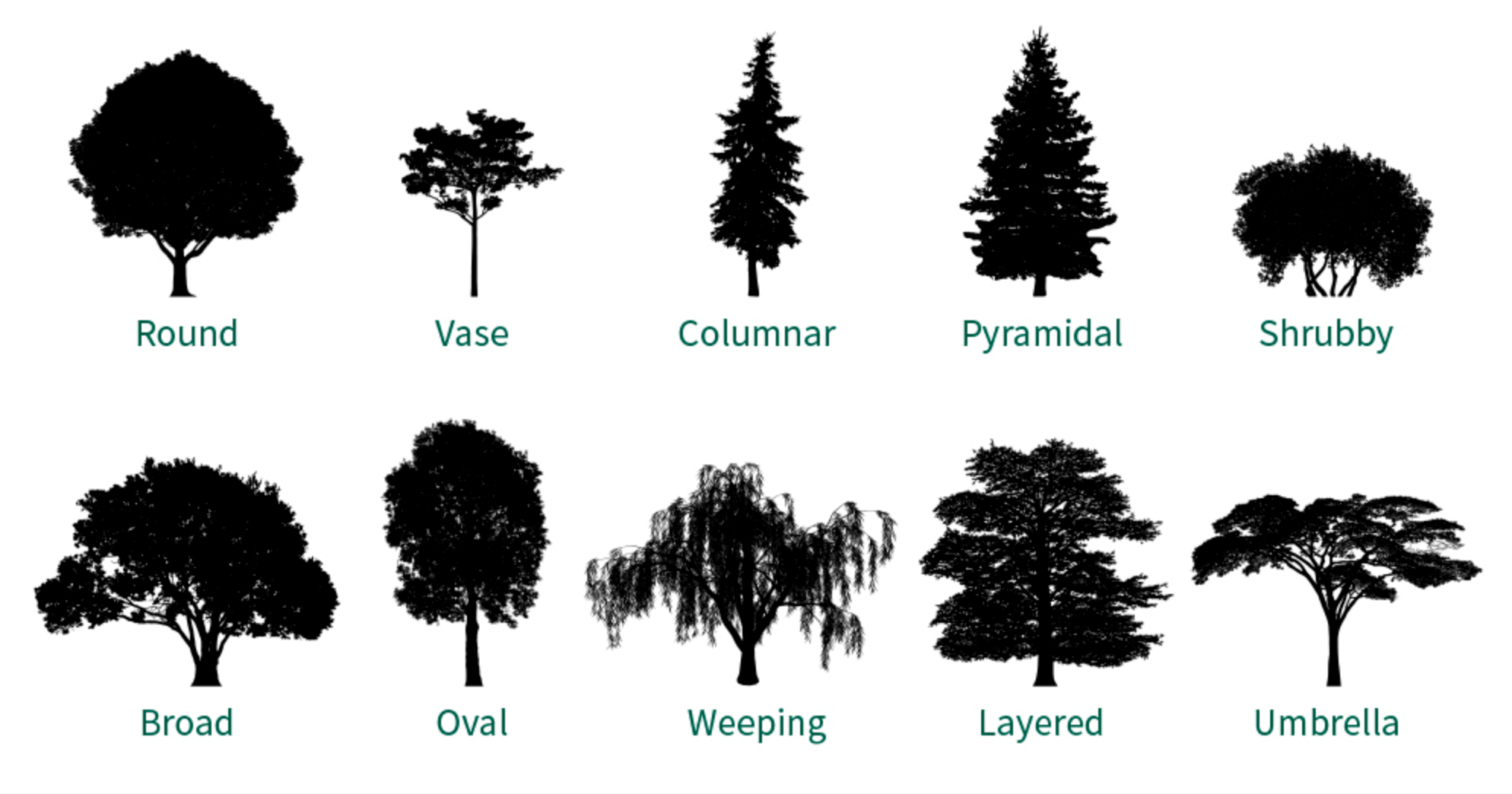 types of tree canopies