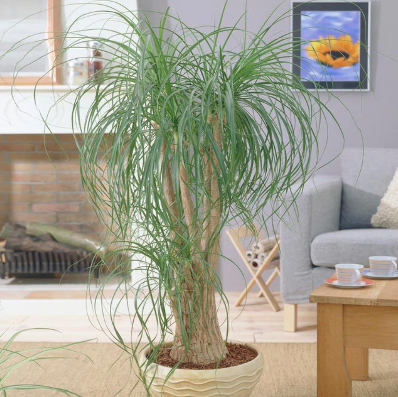 Ponytail Palm Tree