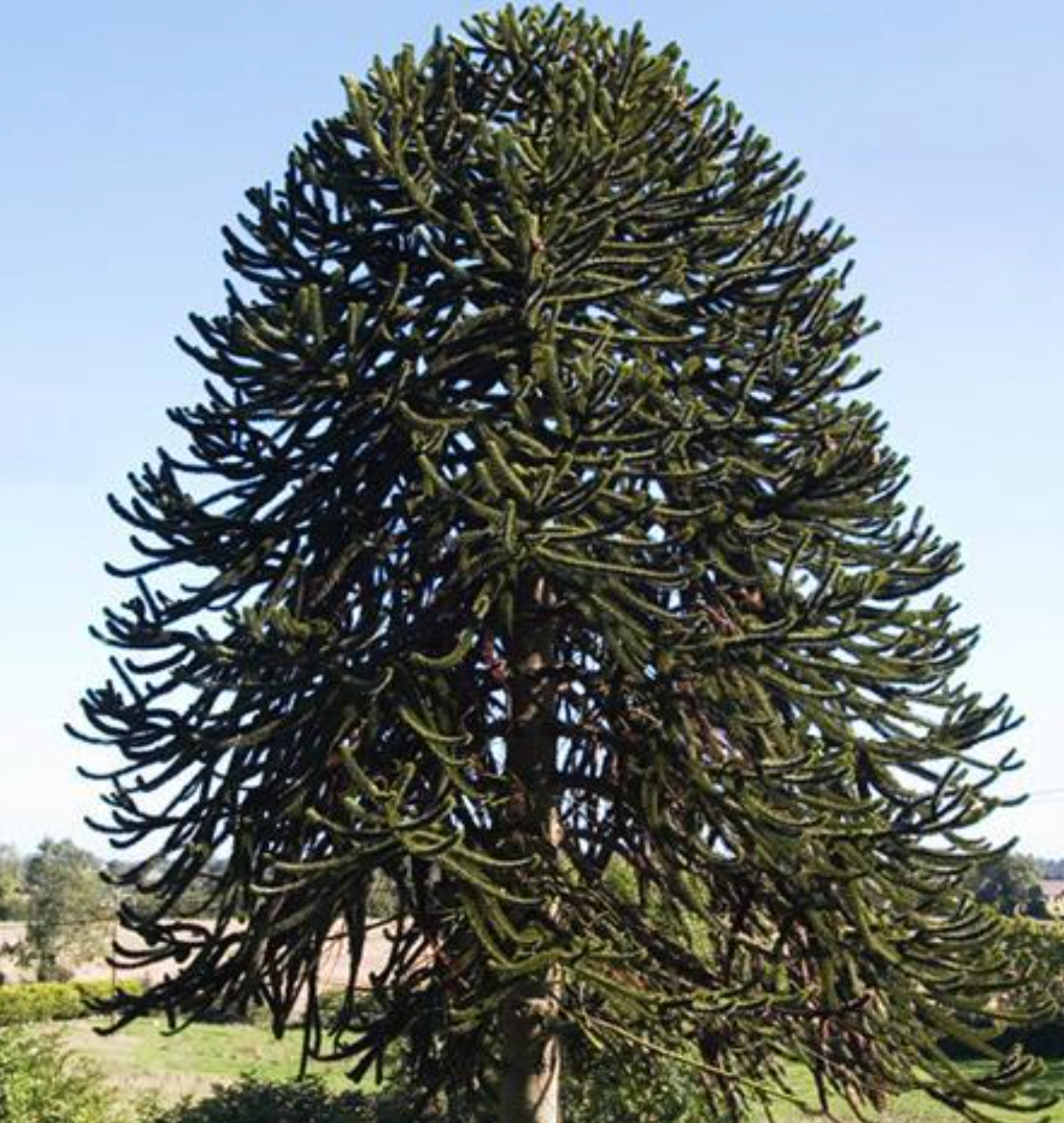 Monkey Puzzle Tree