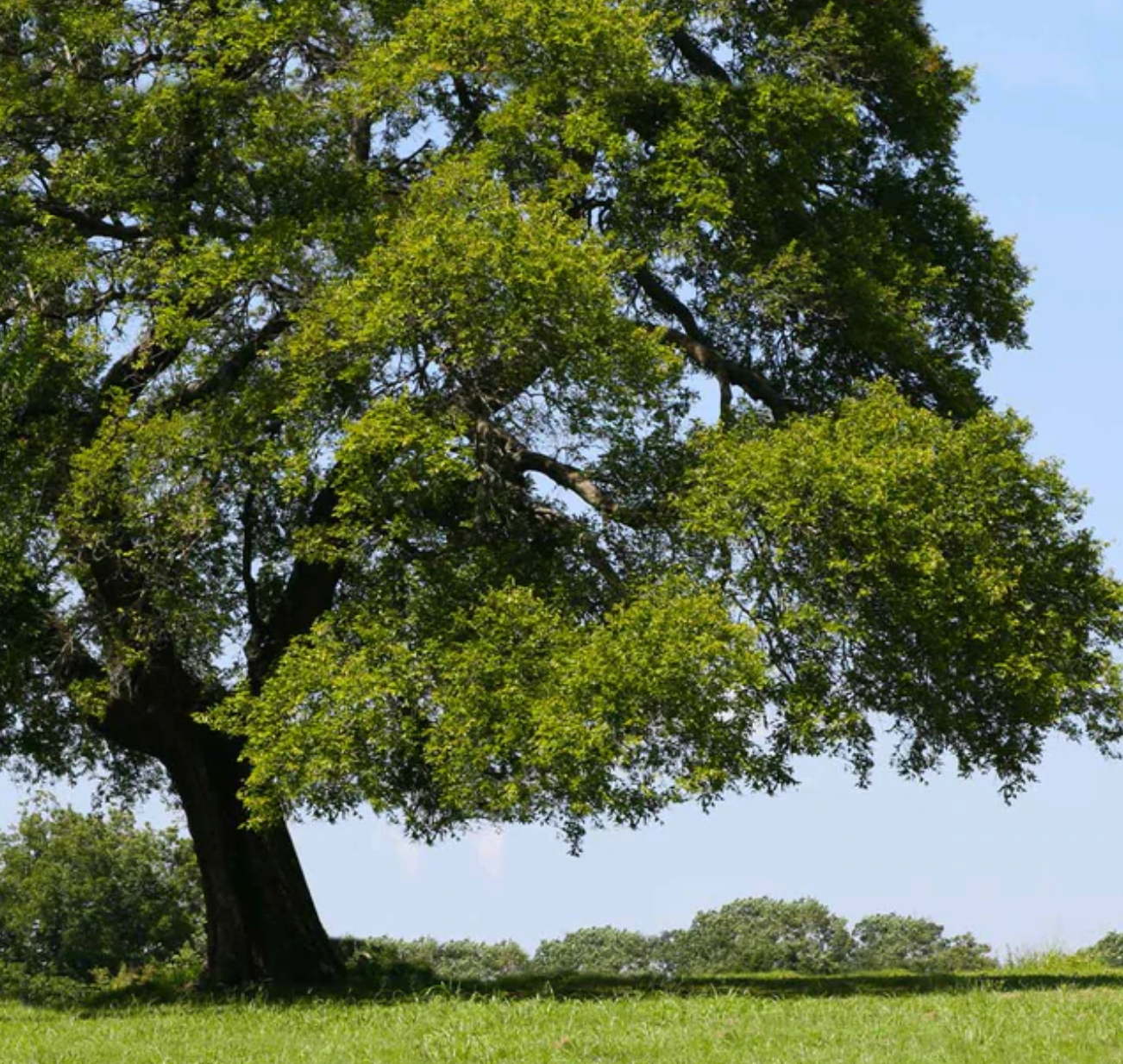 American Elm Tree