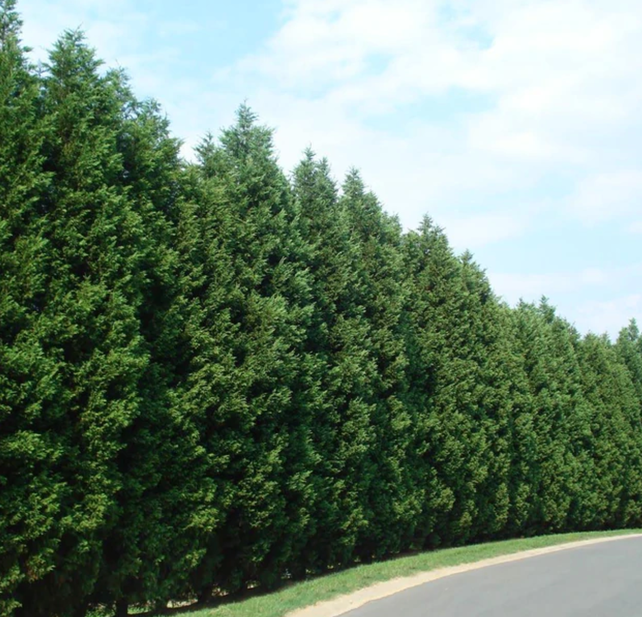 Leyland Cypress Tree