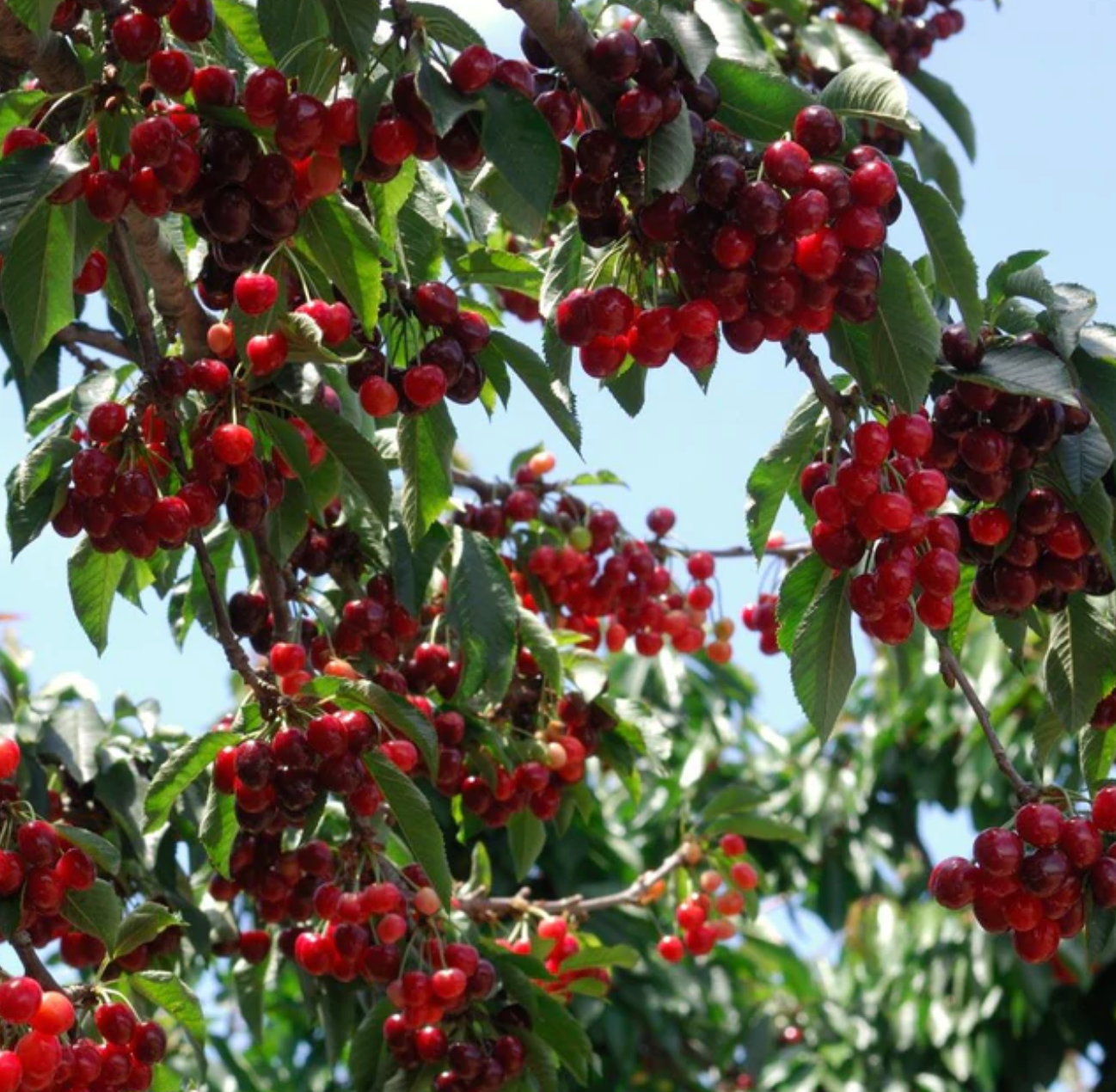 Stella Cherry Tree