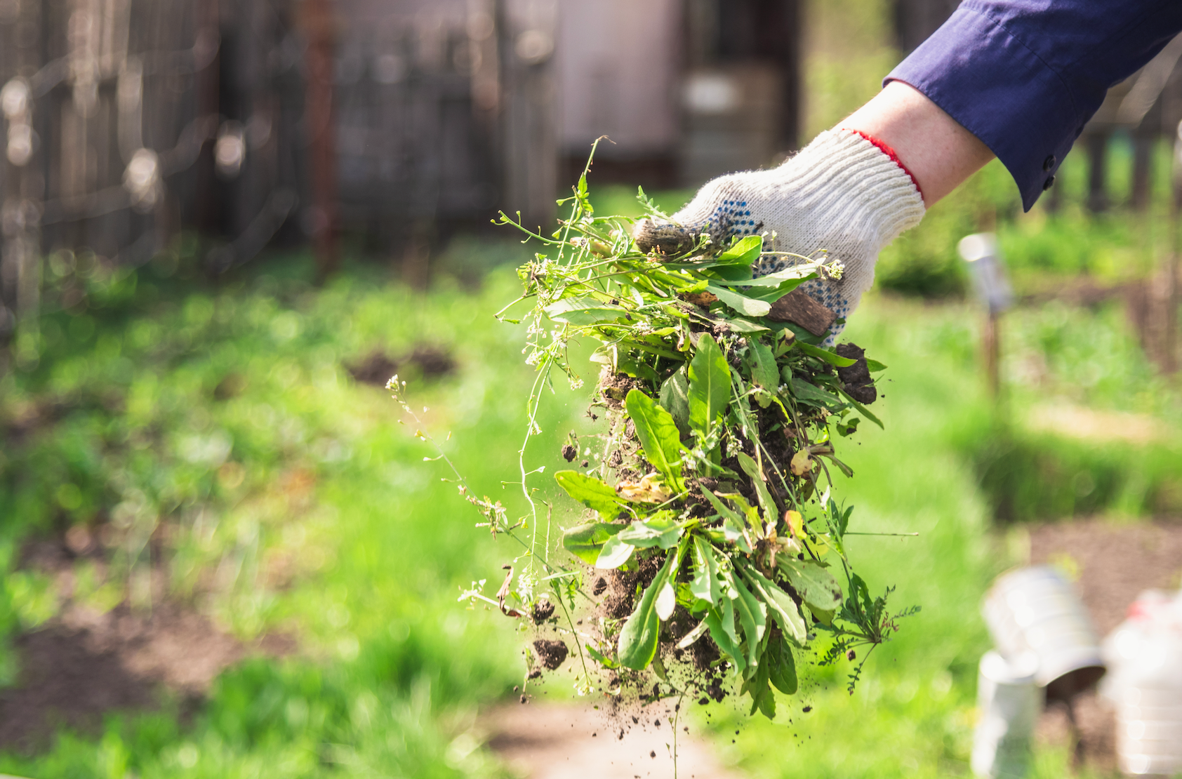 pulling weeds