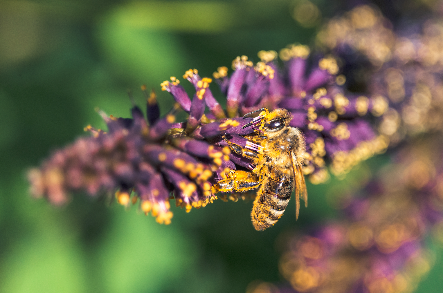 pollinator on plant