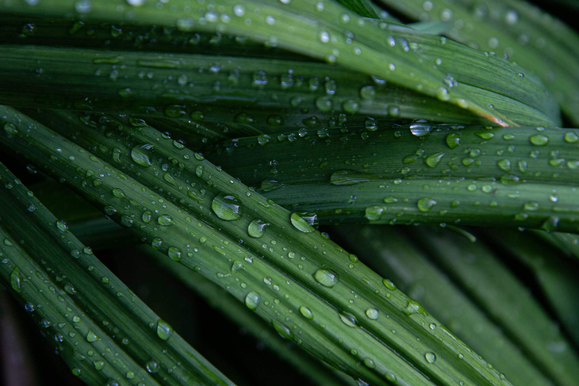 wet grass