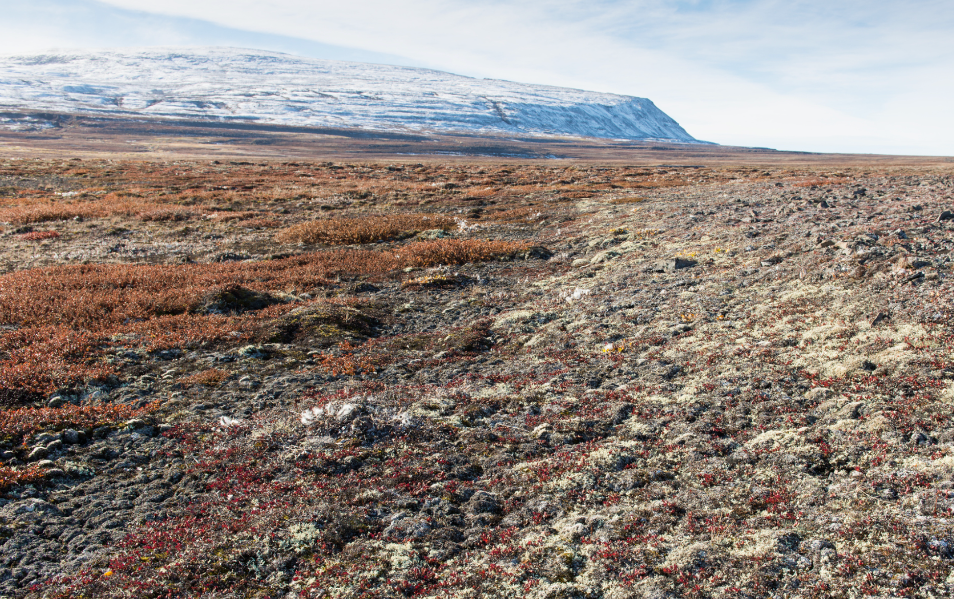 arctic desert