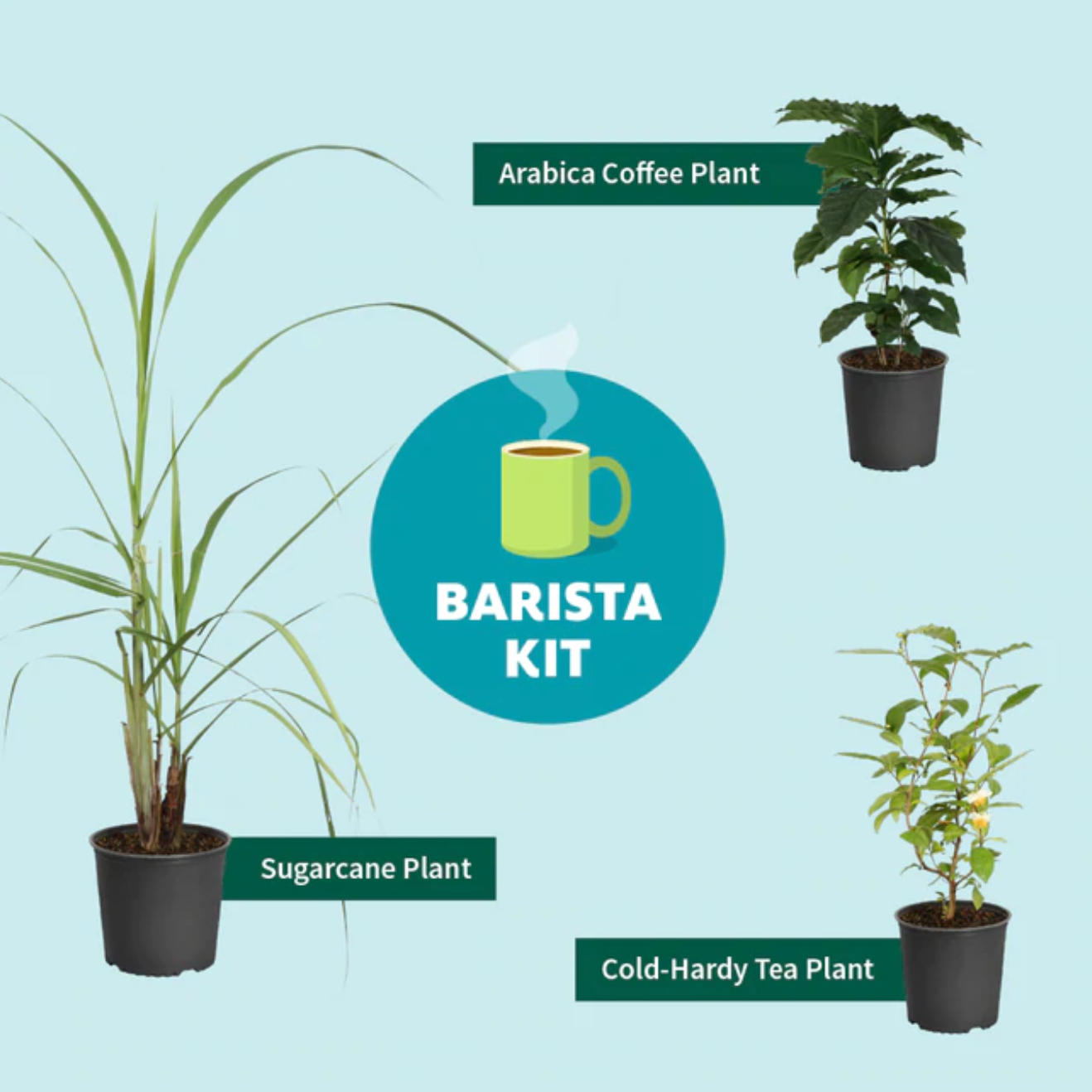 Barista Plant Kit