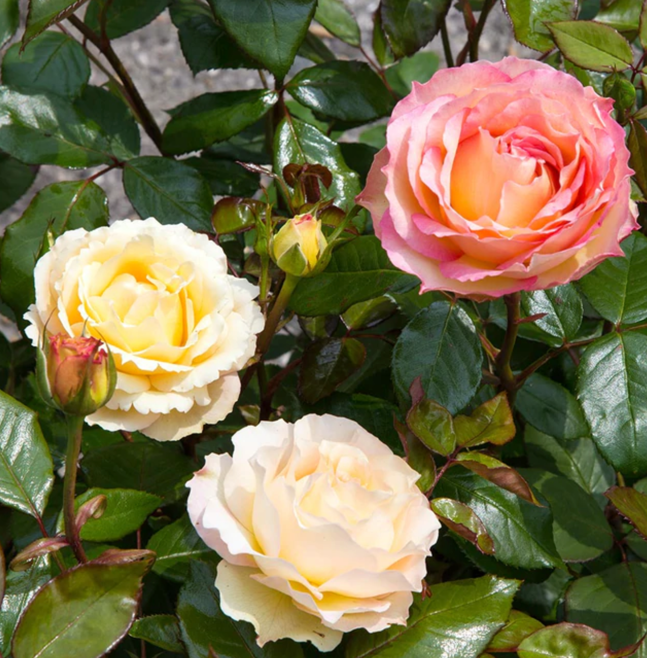 Euphoria® Rose Shrub