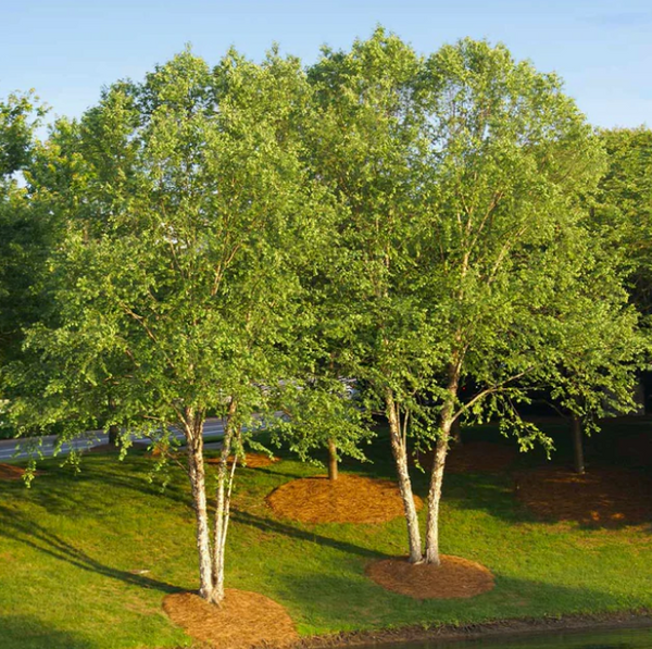 Heritage® River Birch