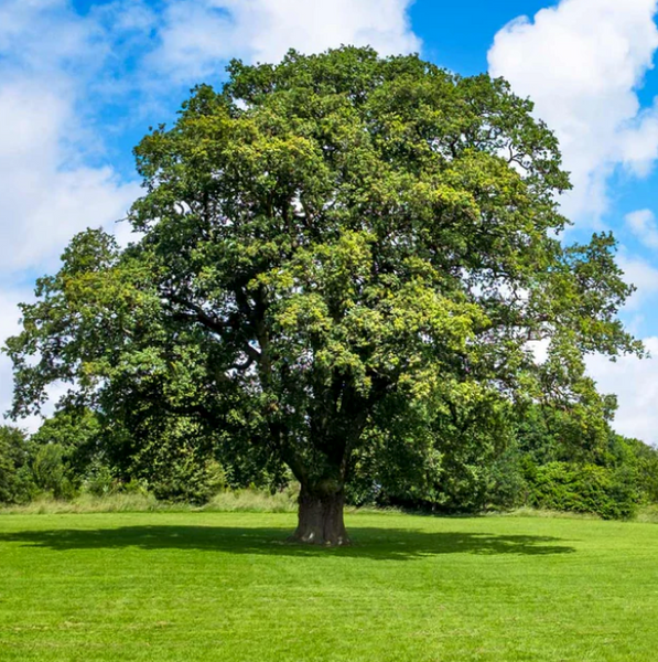 Shumard Oak Tree