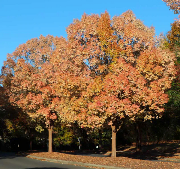 Lacebark Chinese Elm Tree