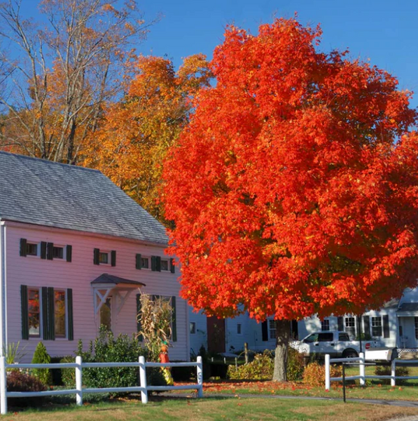 Autumn Blaze® Red Maple Tree
