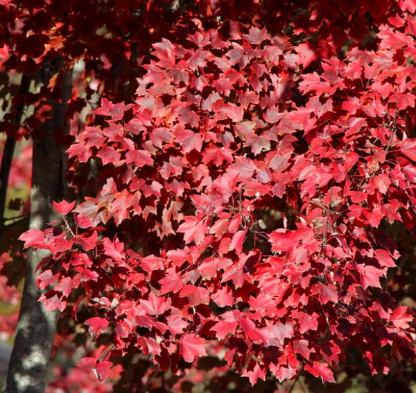 American Red Maple Tree