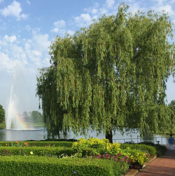 Weeping Willow