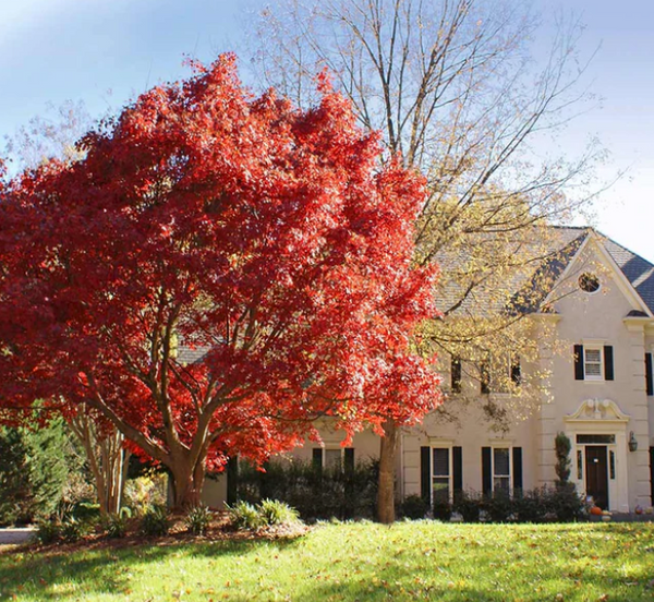 Red Japanese Maple Tree