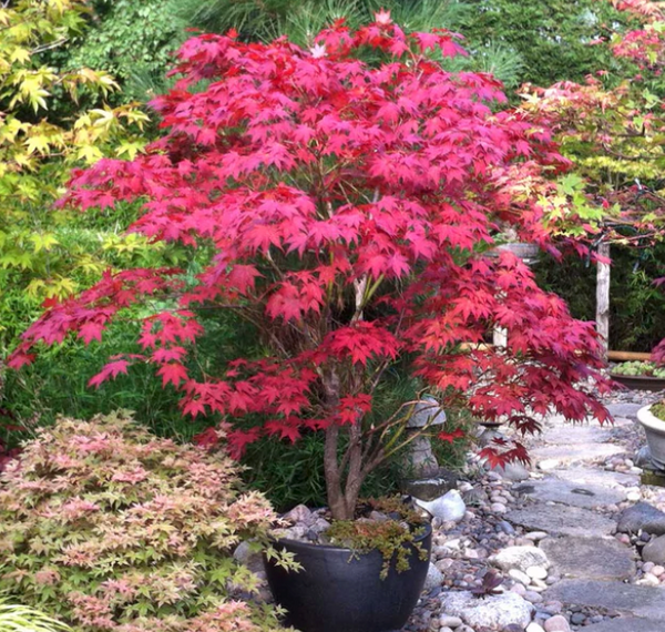 Bloodgood Japanese Maple