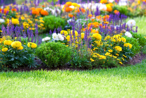 purple and yellow flowers