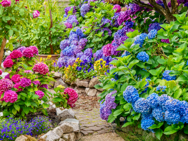 blue pink red flowers