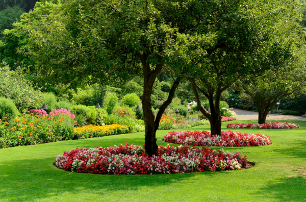 trees with flowers around base