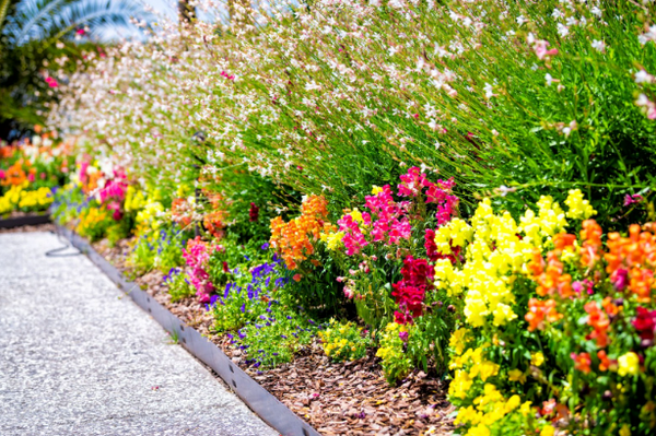 colorful garden