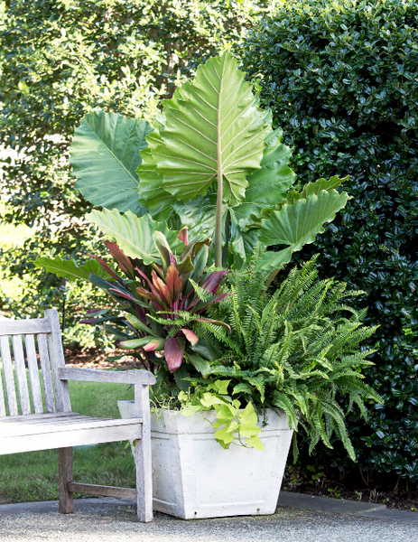 tropical container planting