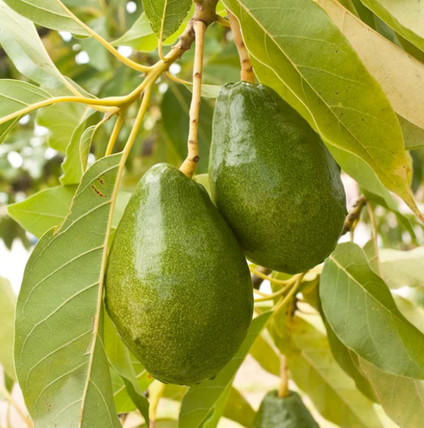 Cold Hardy Avocado Tree