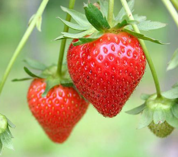 Everbearing Strawberry