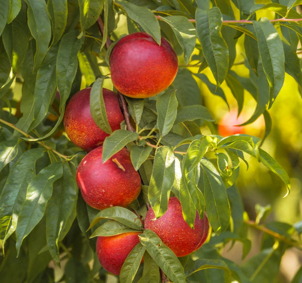 Sunglo Nectarine Tree