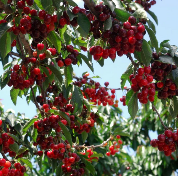 Stella Cherry Tree