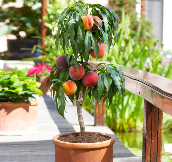 Bonanza Patio Peach Tree