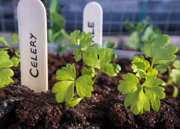 growing celery