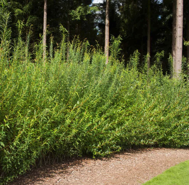 Plant Care 101: Willow Hybrids – FastGrowingTrees.com