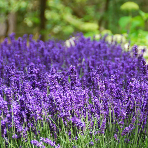 French Vs. English Lavender - How Are French And English Lavender Different