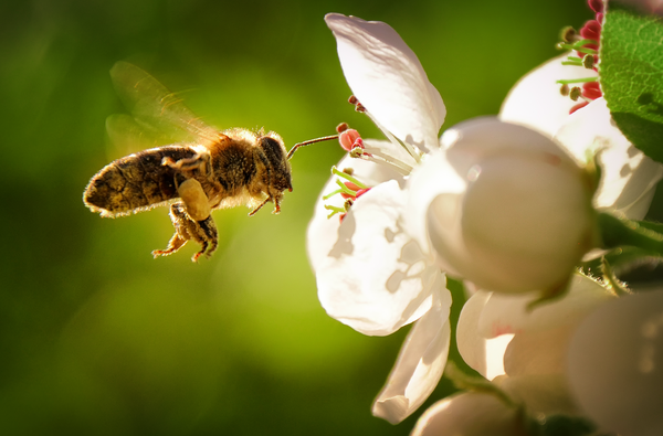 bee pollinating flower