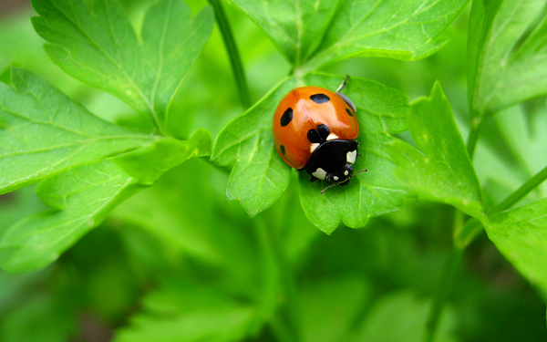 ladybug in garden