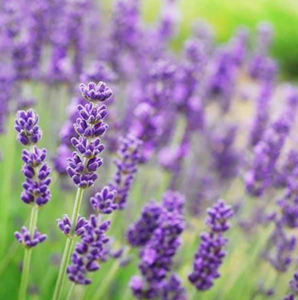 Phenomenal Lavender