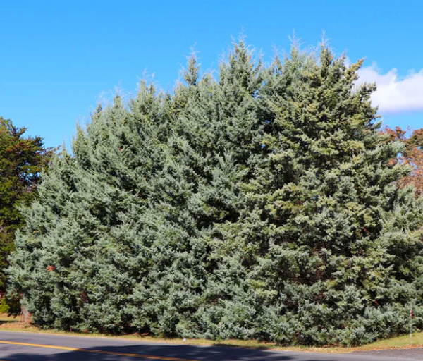 Drought-Tolerant Evergreen Tree