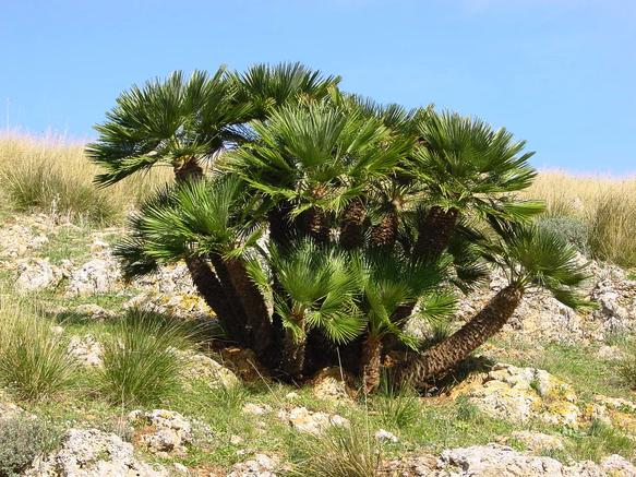 Windmill Palm Tree