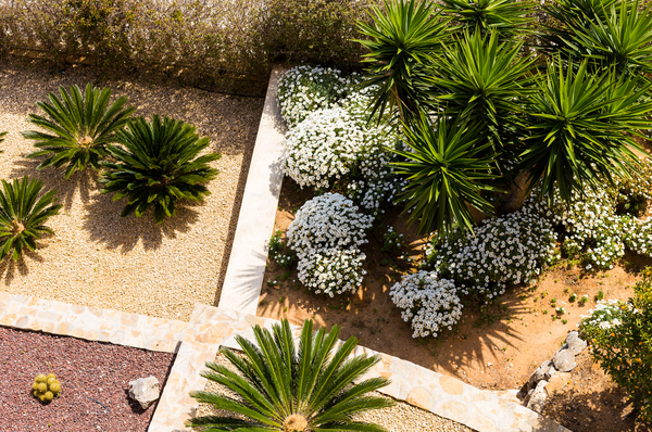 drought tolerant plants