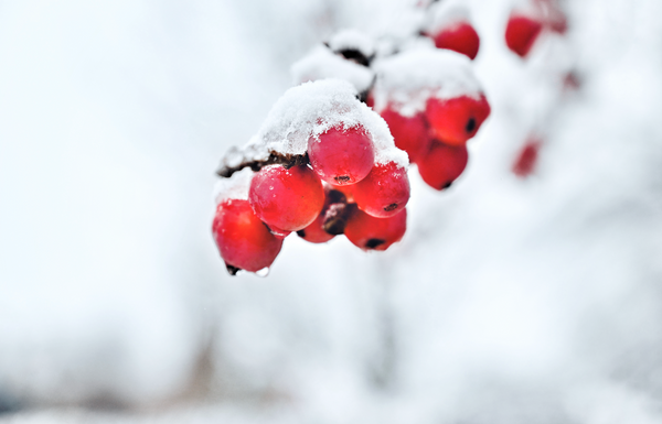 apple tree in snow