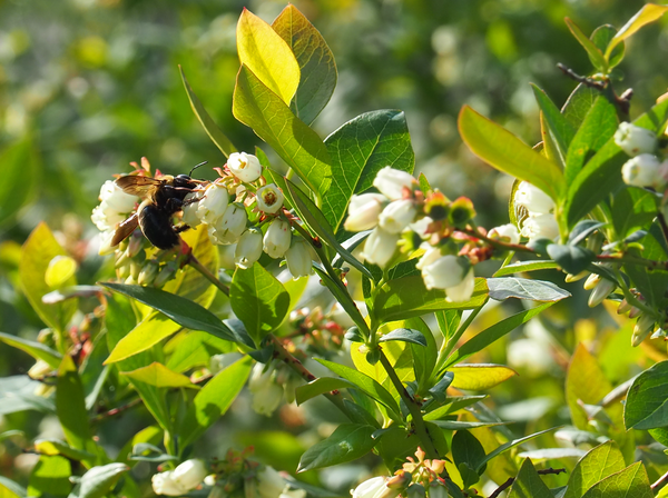 bee pollinating fruit