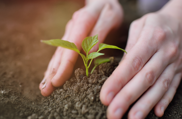 plants in soil