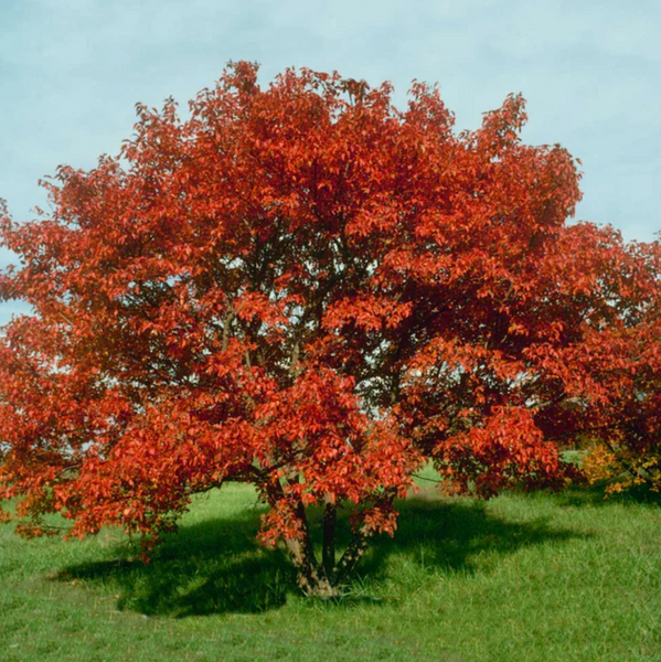 Flame Amur Maple