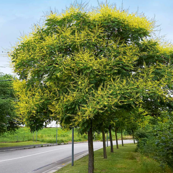 Golden Raintree