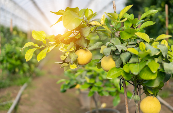 fruit trees growing