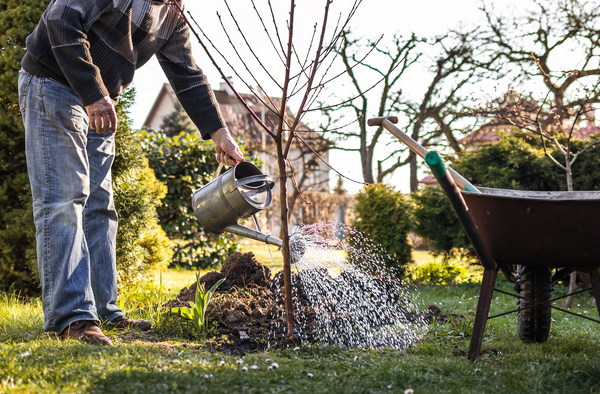 watering plants